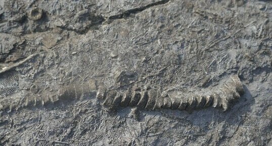 fossiles de crinoïdes et bryozoaires du carbonifère.