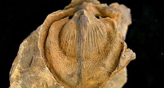 Fossile de Brachiopode
