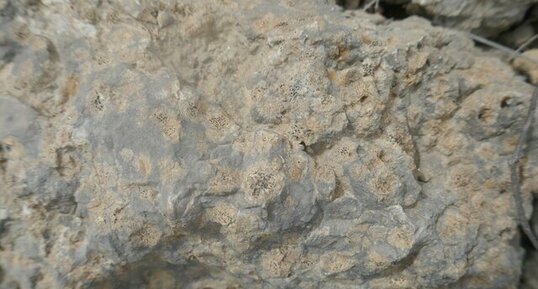 Calcaire à solenomeris avec coraux.