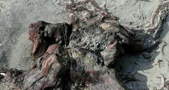 Tourbière fossile - souche d'un arbre - Morgat