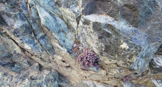 Corse - Lugo di Nazza - Serpentinites