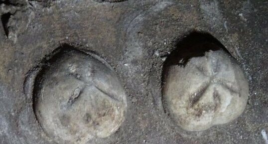 Fossiles d'oursins Micraster, Cité de Naours
