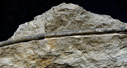 Fossile de Crinoïde