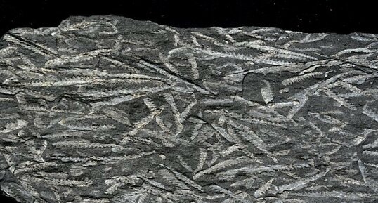 Fossiles de Graptolites, Didymograptus