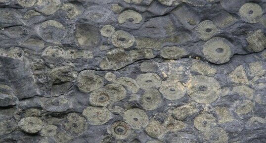 Fossiles d'échinodermes (crinoïdes ?)