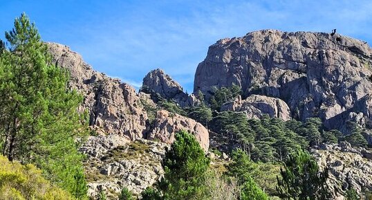 Granodiorites à amphiboles