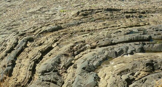 Schistes (Pointe du Bendy, Logonna, rade de Brest)