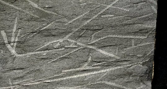 Fossiles de Graptolites