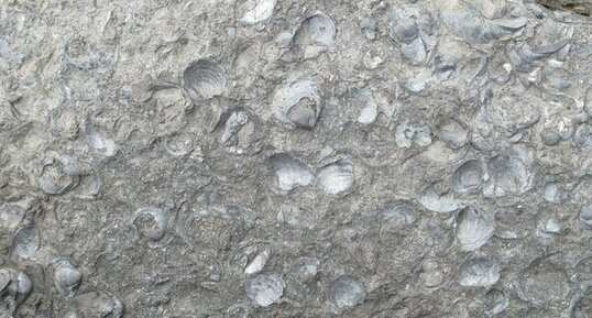 Détail de la falaise fossilifère de Maria Island (Tasmanie)