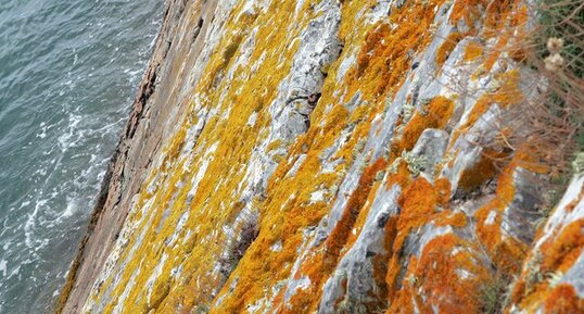 Lichens sur une paroie rocheuse à Kerloc'h