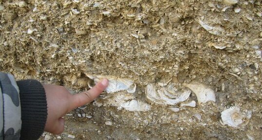 Fossile dans une roche calcaire