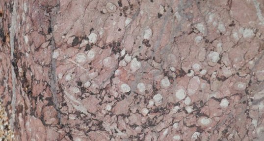 Calcaire rouge griotte dit marbre griotte à goniatites de Belloc