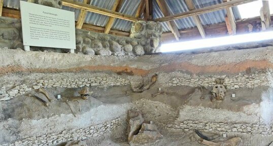 Fossiles d'animaux d'Olorgesailie
