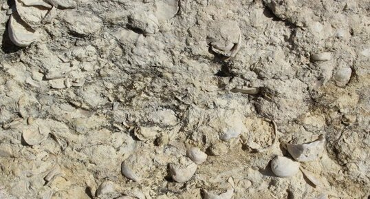 Niveau fossilifère dans les calcaires maastrichtiens de St-Georges-de-Didonne