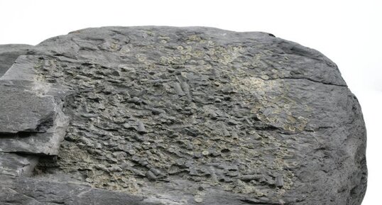 Fossiles d'échinodermes (crinoïdes ?)