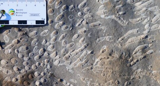 Fossiles de Coraux dévoniens, Parker Ridge