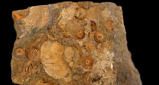 Fossiles de Crinoïdes et Brachipodes
