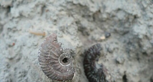 Ammonite fossilisée