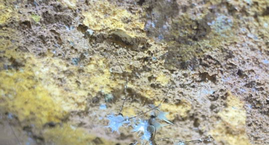 insecte pétrifié par ce qui ressemble à de l'aragonite dans une grotte aux (…)