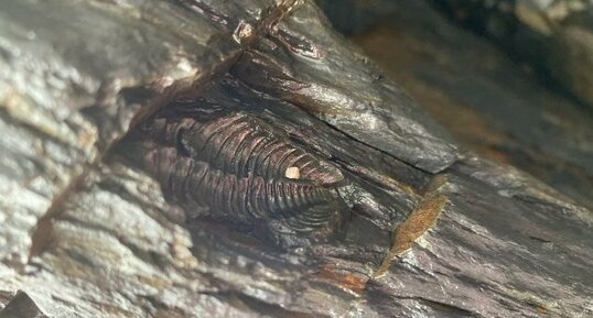 Fossile de trilobite