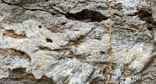 Fossile d'un corail