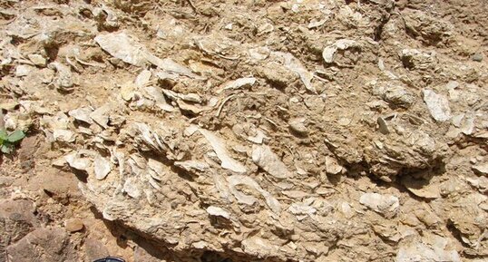 Lumachelle Miocène sur poudingue Carbonifère