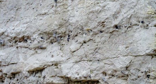 craie à silex, anciennes carrières de Cléty(62)