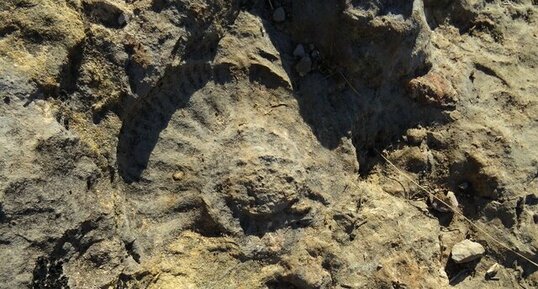 empreinte d'ammonite dans la dalle des Matelettes