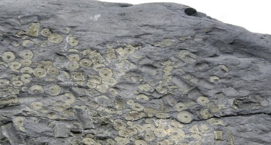 Fossiles d'échinodermes (crinoïdes ?)