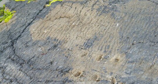 Traces de tétrapodes dévoniens, Valentia Island