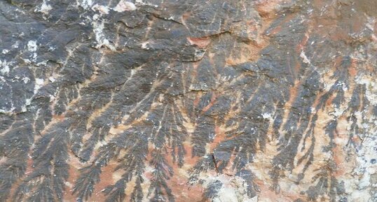 Dendrites de Manganèse sur marbre rouge.