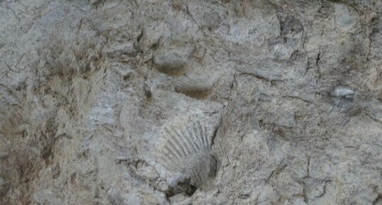 Fossile de bivalve dans calcaire à alvéolines de Minerves