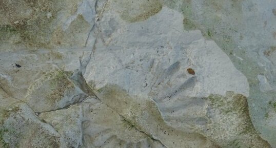 empreinte d'ammonite dans la craie cénomanienne.