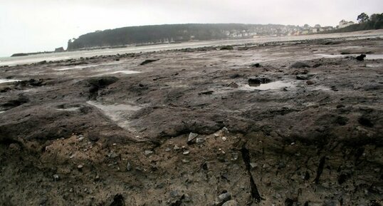 Tourbière fossile - coupe - Morgat