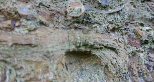 Stromatolithe dans la caillasse de Bayeux