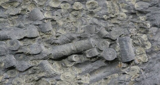 Fossiles d'échinodermes (crinoïdes ?)