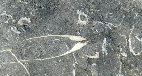 Fossiles de bivalves dans les formations kimmeridgiennes du Noirda