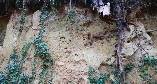 Lœss sur la Montagne du Châtelet à Saint-Désirat