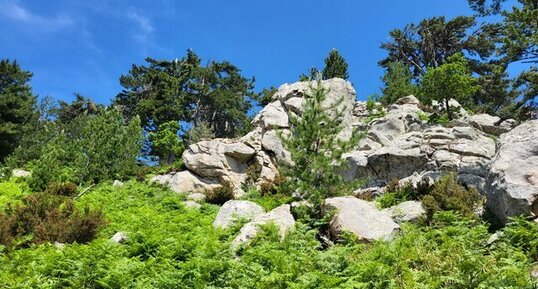 Corse - Ghisoni - Punta Chiova - Granite Alcalin