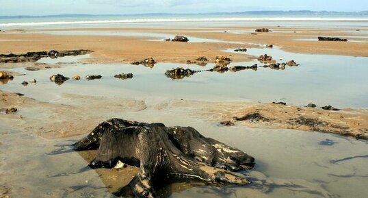 Tourbière fossile - Trezmalaouen - Souche d'arbre