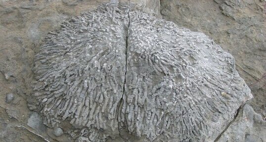 Coraux rugueux fossilisés - Ogmore-by-Sea