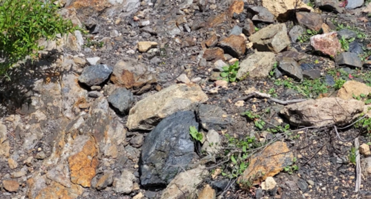 Corse - Osani - Anthracite