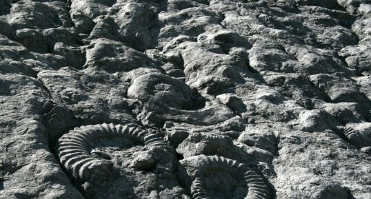 Détail de la dalle à ammonites