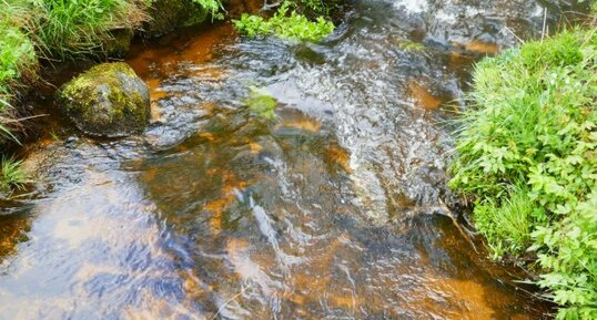 Eaux tourbées du Brion.