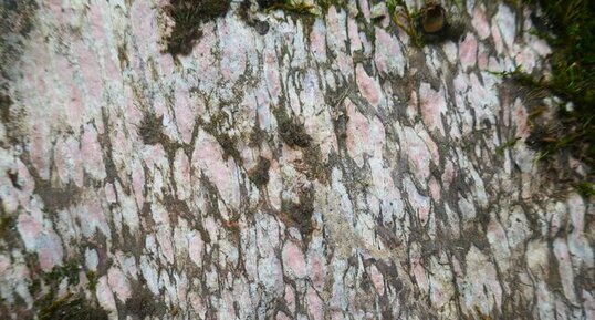 Marbre Griotte de Bel-Soleil (Félines-Minervois)