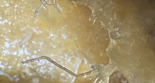 Très fine excentrique/hélictite à la grotte du Grand Roc