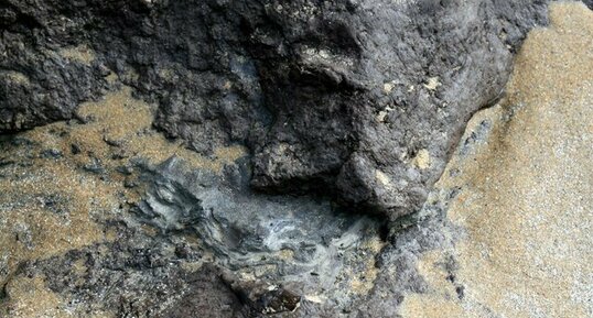 Tourbière fossile - Trezmalaouen - niveau argileux