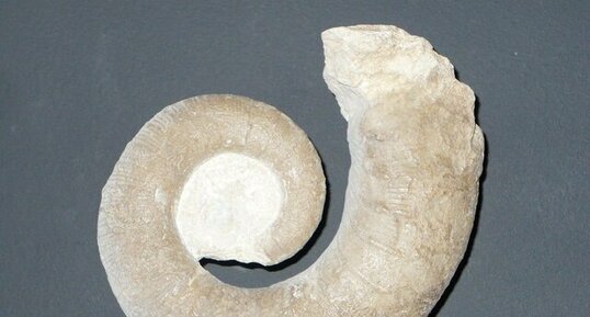 Fossile d'amonite