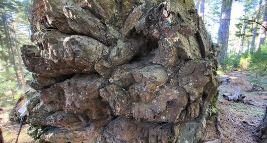 Corse - Rospigliani - Pillow lavas