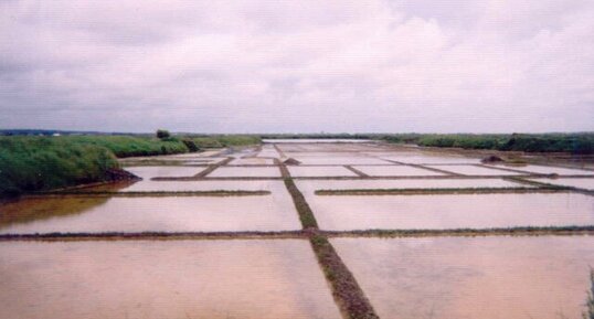 Marais salants de Guérande